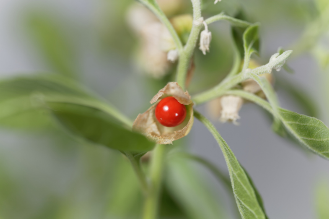 Ashwagandha or the Withania Somnifera (its botanical name) refers to an evergreen shrub found in parts of India